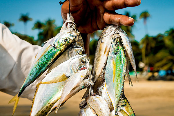 Line-caught fish