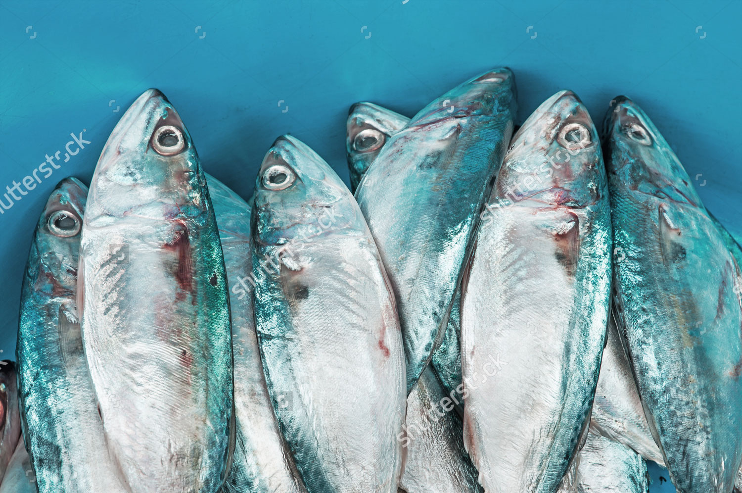 Fresh mackerel